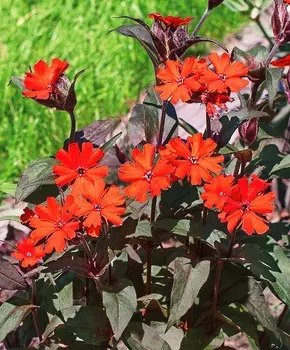 Лихнис Везувий