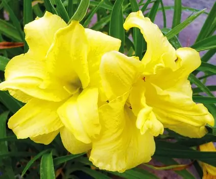 Лилейник Две реки