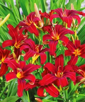 Лилейник Малиновый пират