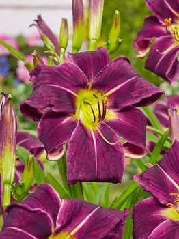 Лилейник Пэинт ин блэк