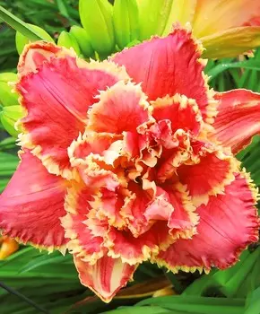 Лилейник Венецианский