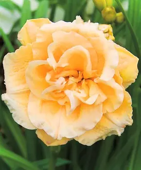 Лилейник Звёздная композиция