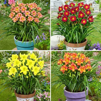 Лилейники Лонго набор