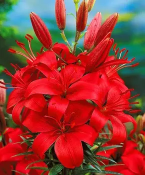 Лилия азиатская Артист