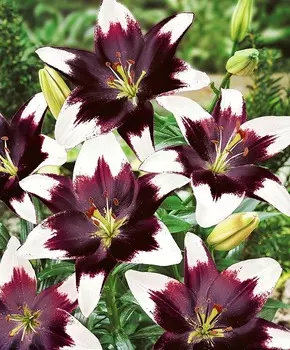 Лилия азиатская Гордая Нетти