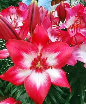 Лилия азиатская Крошка алмаз