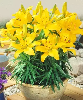 Лилия азиатская Лоринда