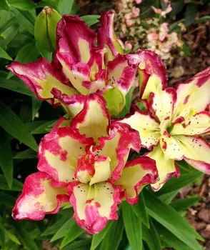 Лилия Дабл сенсейшн