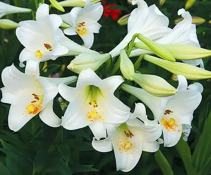 Лилия длинноцветковая Белое небо