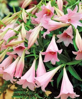 Лилия длинноцветковая Элегантная леди