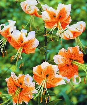 Лилия крупная видовая Леди Элис