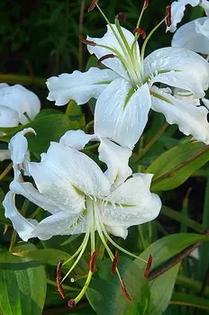 Лилия крупная видовая Прекрасная Альба