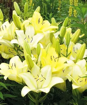 Лилия ЛА-гибрид Фрея