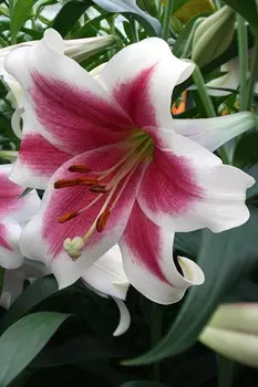 Лилия ЛОО-гибрид Триумфатор