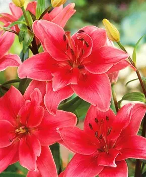 Лилия махровая Церес