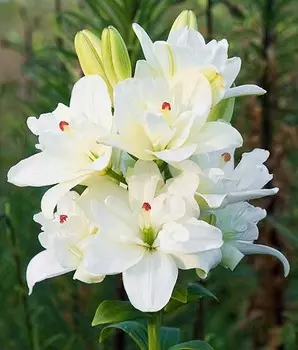 Лилия махровая Сон Анны Марии