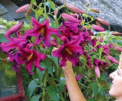 Лилия ОТ-гибрид Фиолетовый принц