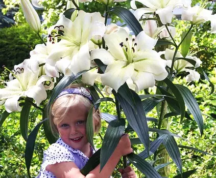 Лилия ОТ-гибрид Красотка