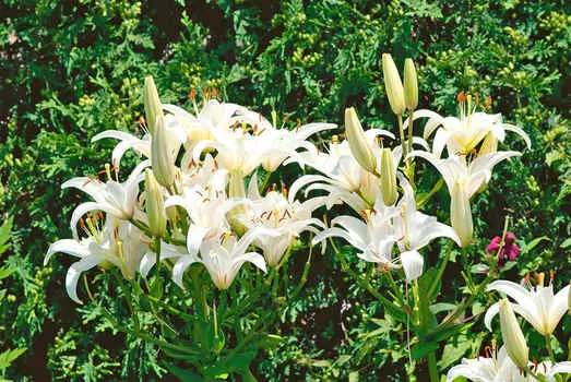 Лилия Стерлинг стар