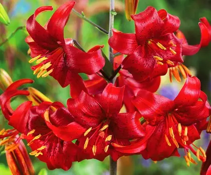 Лилия тигровая Вкусный красный