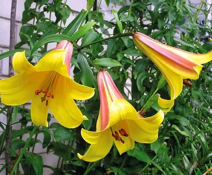 Лилия трубчатая Королевская жёлтая