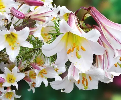 Лилия трубчатая Регале