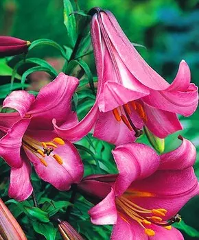 Лилия трубчатая Розовый регале