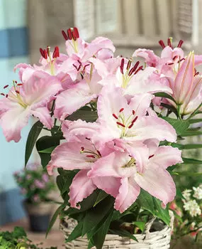 Лилия восточная Акустик