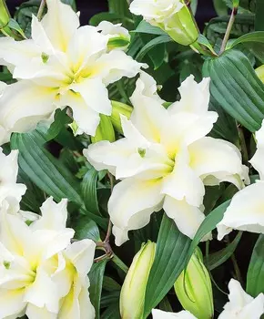 Лилия восточная махровая Людвиг