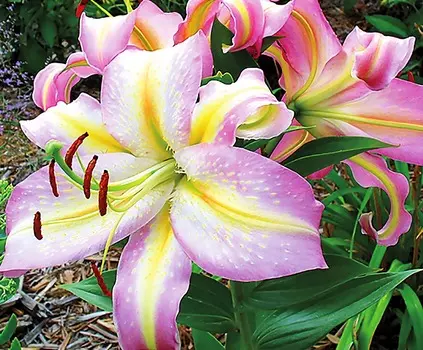 Лилия восточная Том Паус