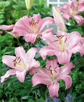 Лилия восточная Жозефина