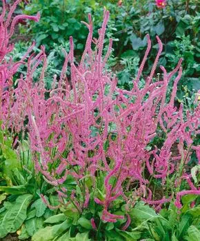 Лимониум Суворова