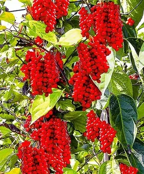 Лимонник китайский