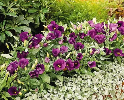 Лизиантус Флорида Синий