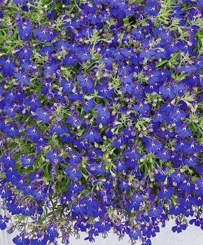 Лобелия ампельная Морская синяя