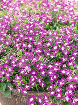 Лобелия ампельная Розовая с глазком