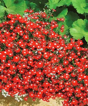 Лобелия Каскад красный