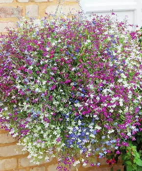 Лобелия Каскадная Яркий набор