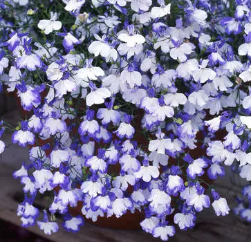 Лобелия Регата Блю Сплэш