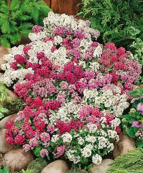 Лобулярия Магические круги набор