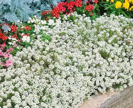 Лобулярия Тину Тим