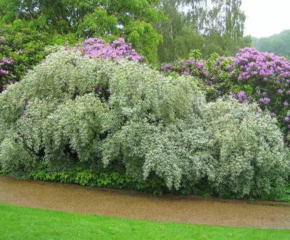 Лох узколистный