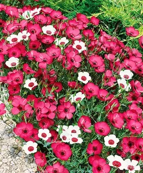 Лён крупноцветковый Яркий набор