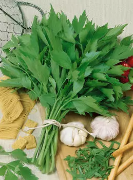 Любисток аптечный