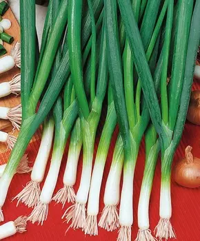 Лук-батун Новик