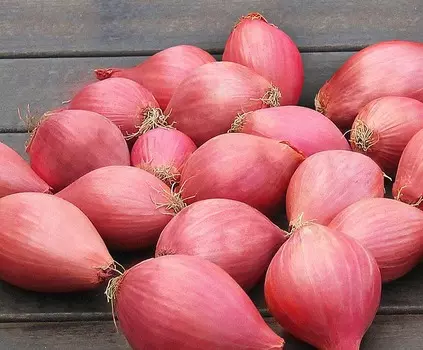 Лук Челябинский розовый