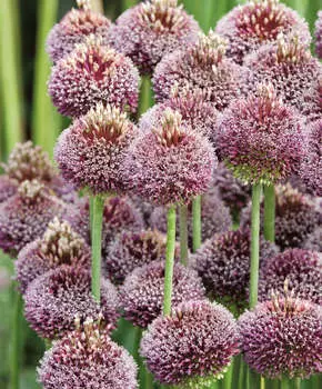 Лук декоративный Форлок