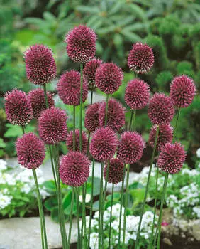 Лук декоративный круглоголовый