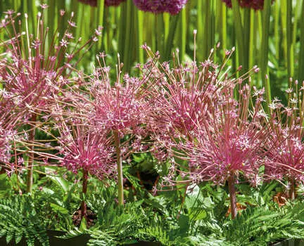 Лук декоративный Шуберта