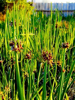 Лук многоярусный Челябинский суперранний